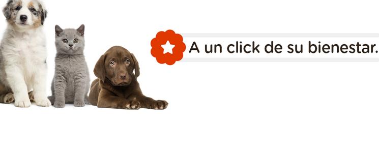 Historias de éxito: pet n’Go