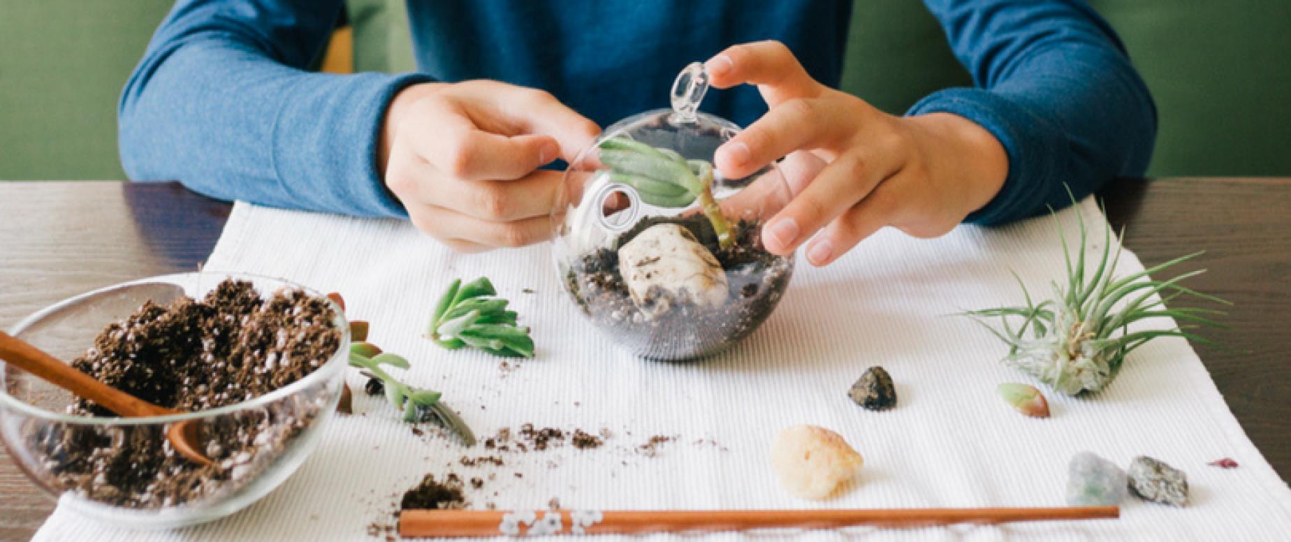 Cómo hacer un terrario