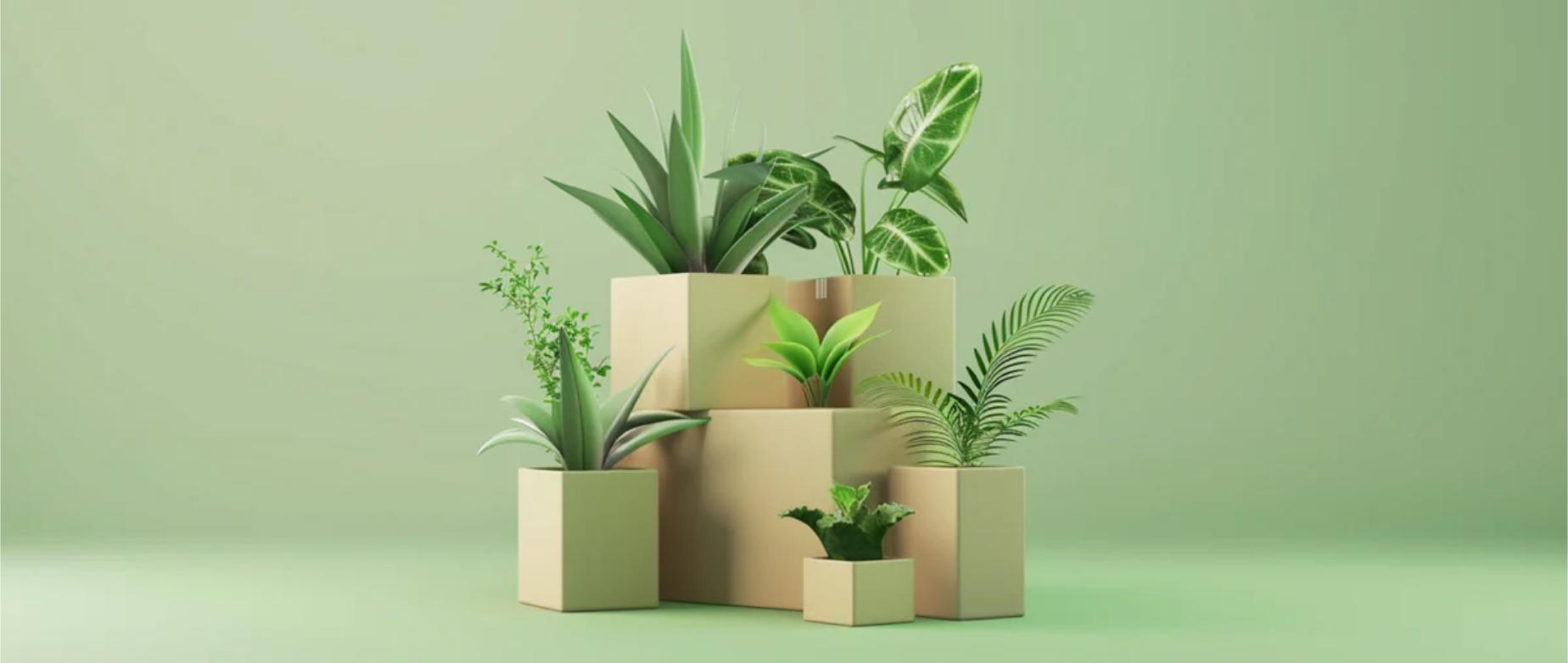 Cómo enviar plantas: consejos para embalar y realizar envíos con éxito